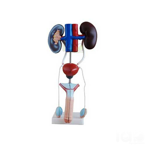 Human Male Urogenital Model