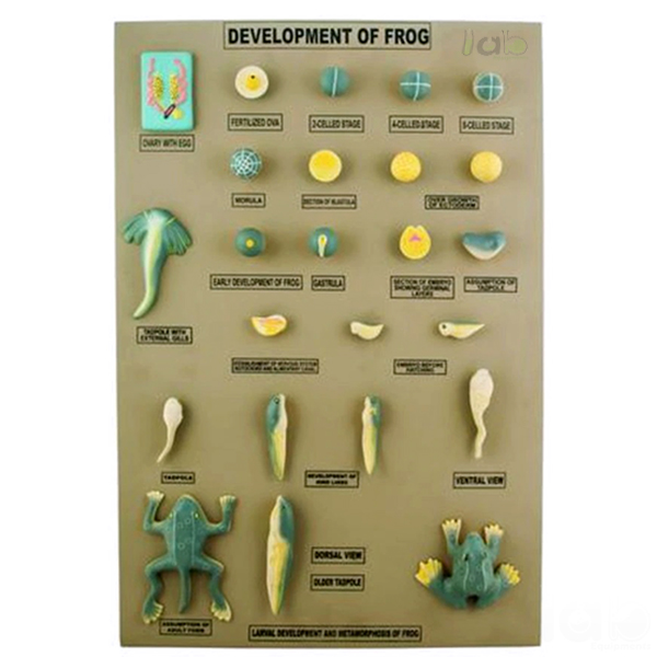 Frog Development Set