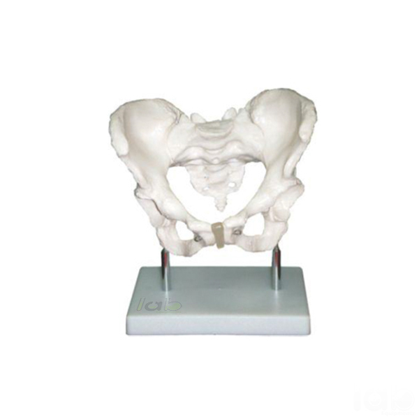 Human Adult Male Pelvis Structural Model