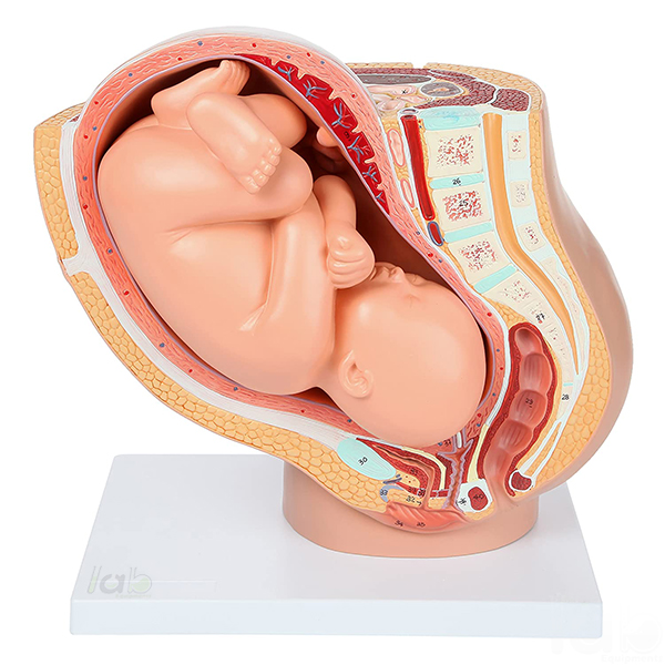 Pregnancy Pelvis with Mature Fetus