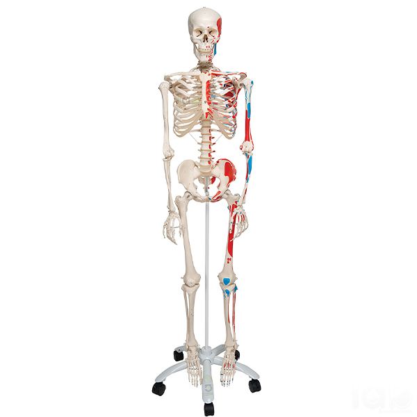 Life Size Human Skeleton Model Painted