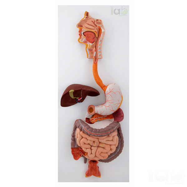 Human Digestive System Model
