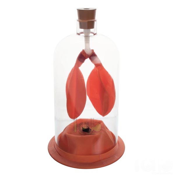 Human Lung Demonstration Model