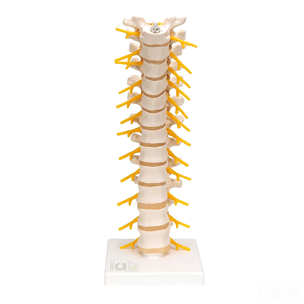 Human Thoracic Spinal Column Model