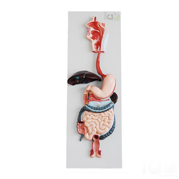 Human Digestive System Model 3 Parts