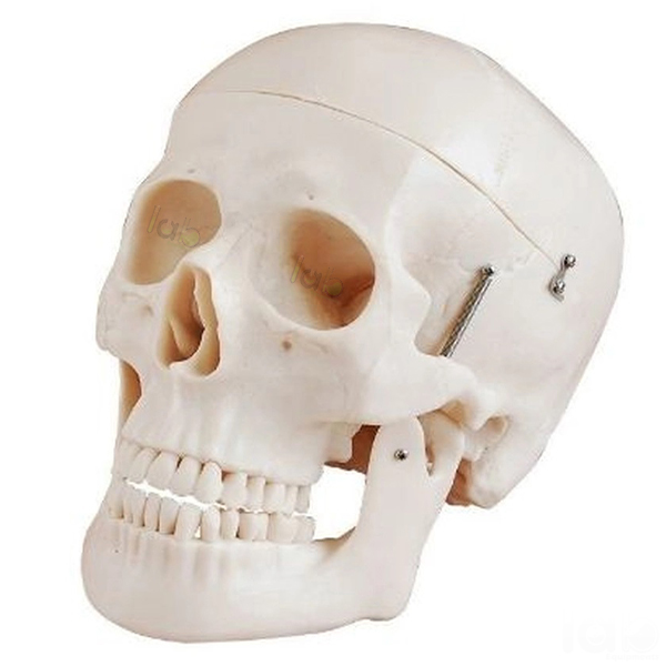 Plastic Human Skull Model