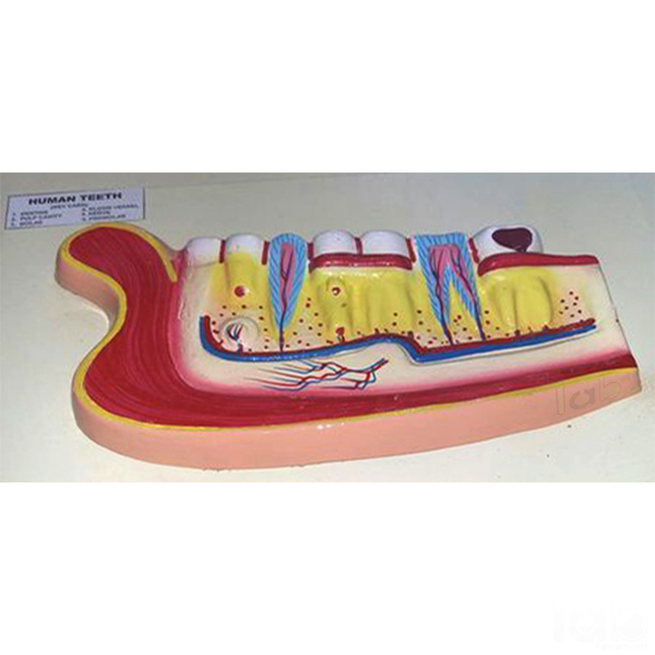 Human Teeth Model, Lower Jaw
