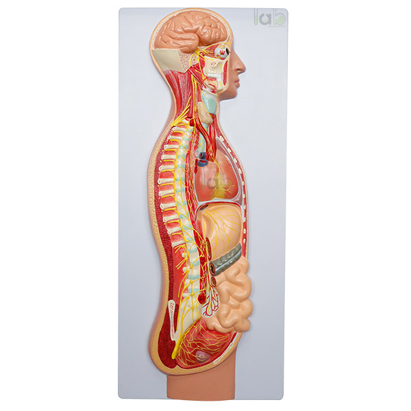 Sympathetic Nervous System Model
