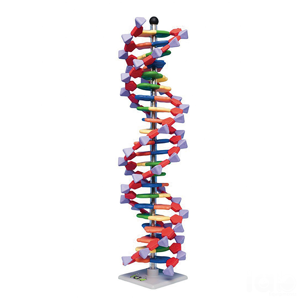DNA Model Kit