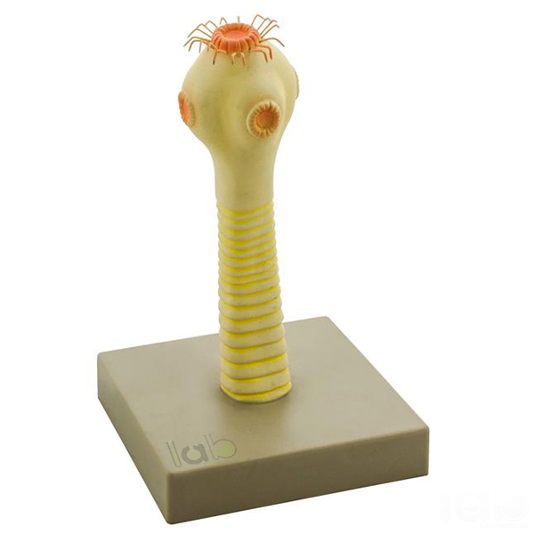 Head of the Pork Tape Worm Model