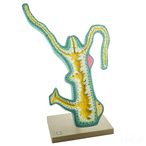 Hydra Model