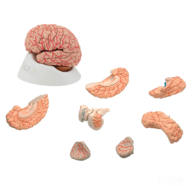 Human Brain Model with Arteries, PVC, 8 Parts