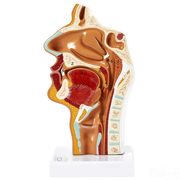 Human Nasal Cavity Model