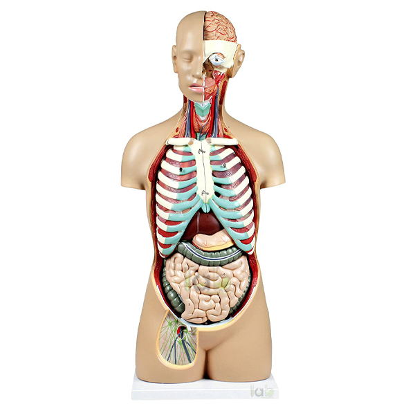 Human Sexless Torso 14 parts