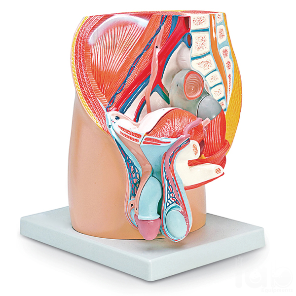 Human Male Half Pelvis Model