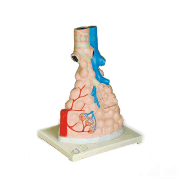 Magnified Pulmonary Alveoli Model