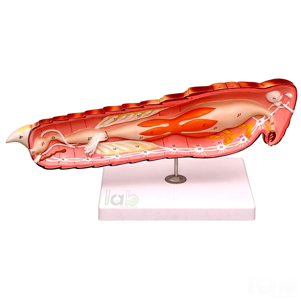 Locust Anatomy Model