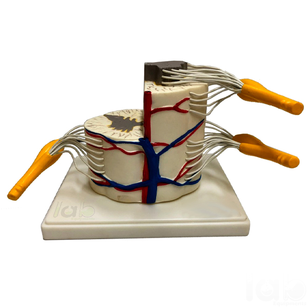 Human Vertebral And Partial Spinal Cord Model