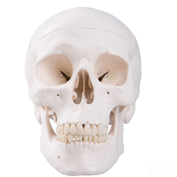 Human Skull Model