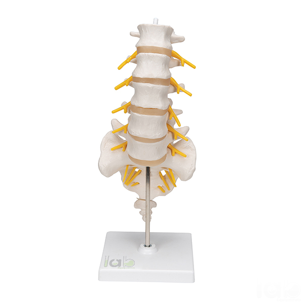Human Lumbar Vertebrae Model