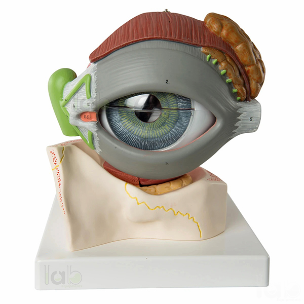 Human Eye Model with Eyelids