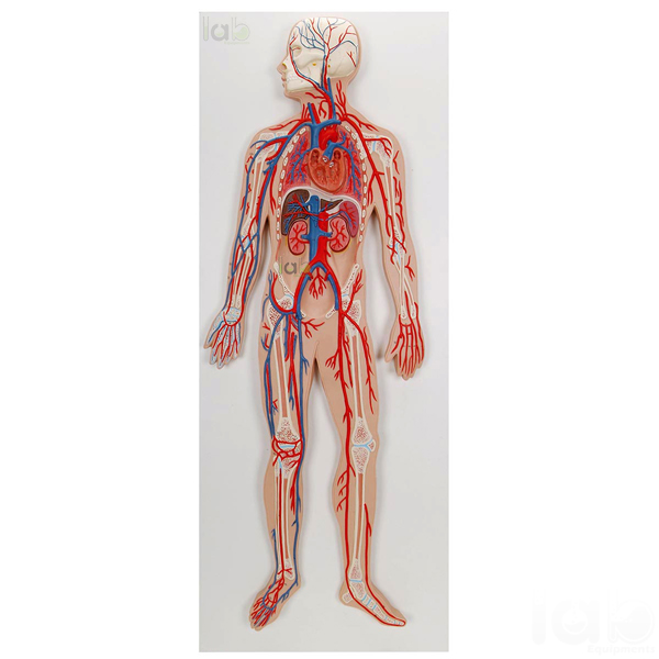 Human Circulatory System Model