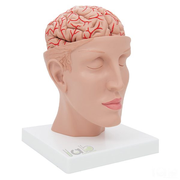 Human Brain Model in Head