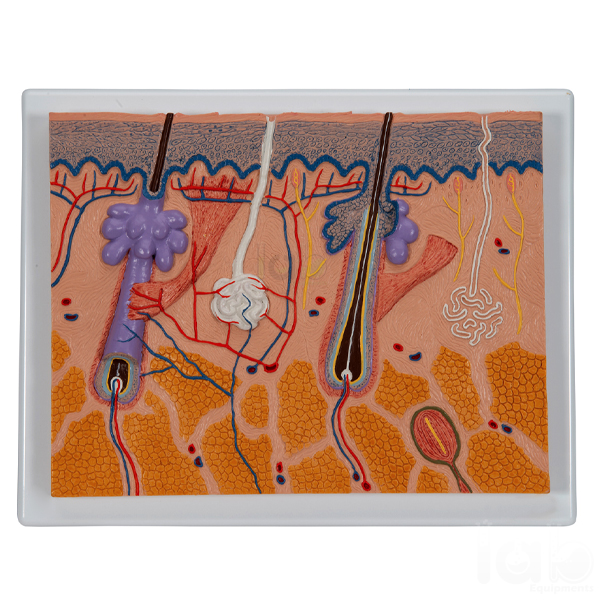 Human Skin Model