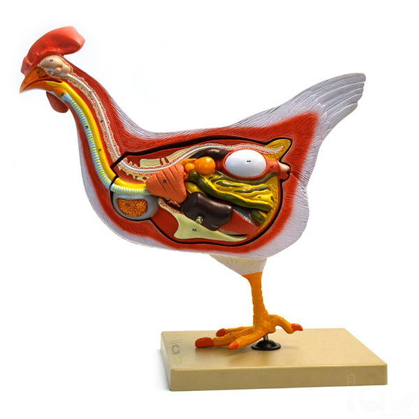 Hen Anatomy Model