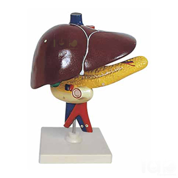Human Liver Pancreas And Duodenum Model