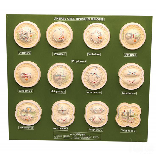 Animal Cell Division Meiosis Model