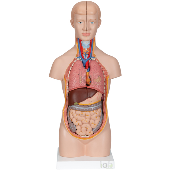 Human Torso Model, Mini