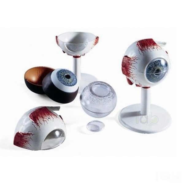 Human Eye Model, Enlarged 3 Times
