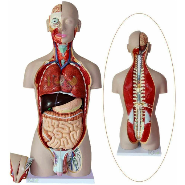 Human Torso with Muscles and Open Back, 27 Parts