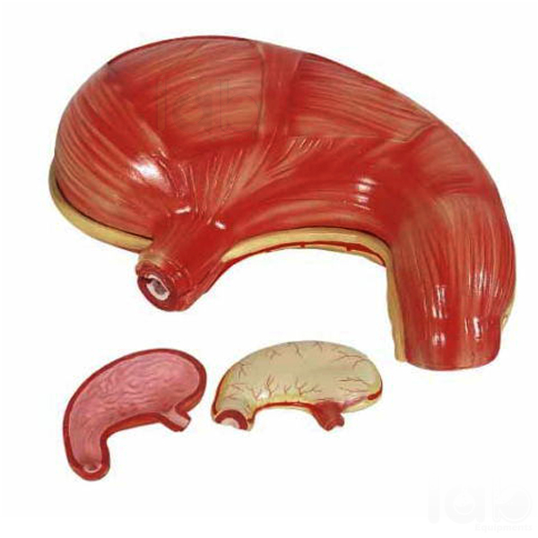 Human Stomach Model