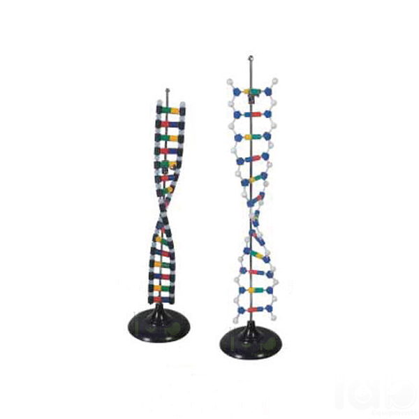 DNA Structure Model, Simulation Kit