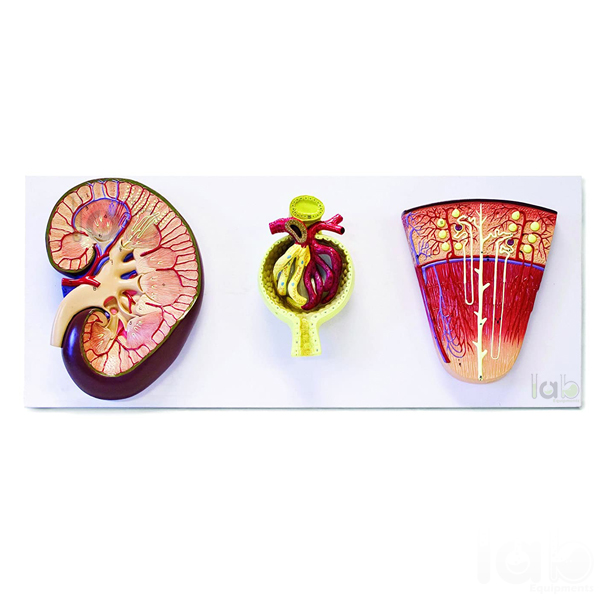 Human Kidney Structure Model