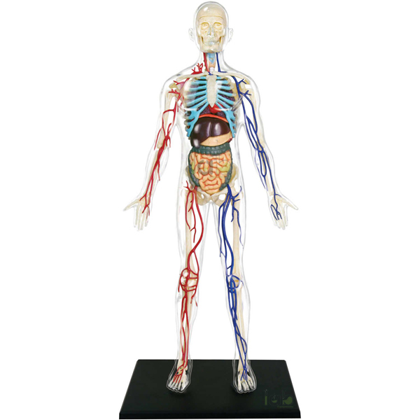 Transparent Human Model