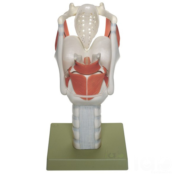 Human Larynx Model