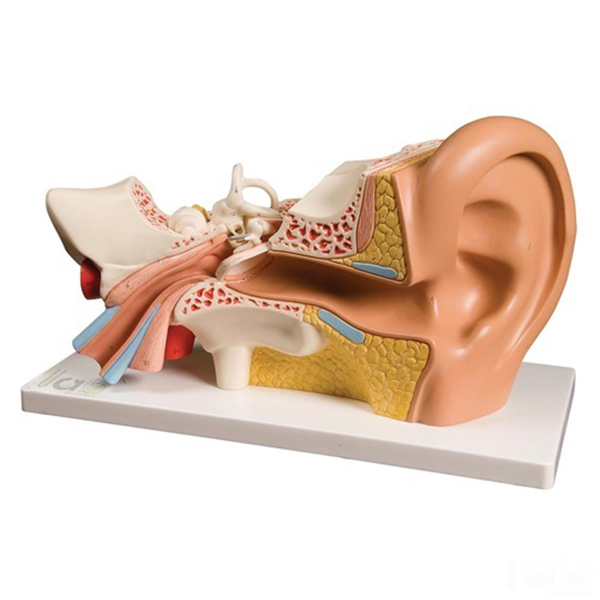 Ear model, PVC Plastic