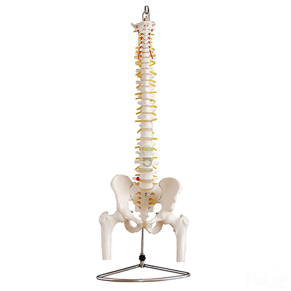 Human Vertebral Model With Pelvis &amp; Femur Heads