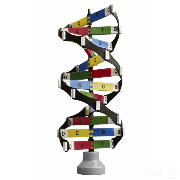 DNA Activity Model