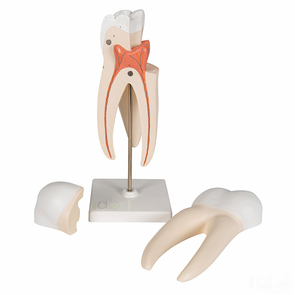 Human Teeth Model, Triple Root Molar