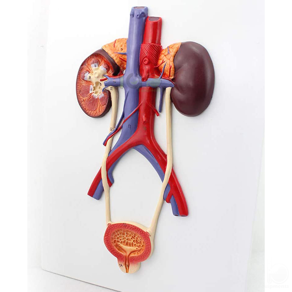 Human Urinary System Model