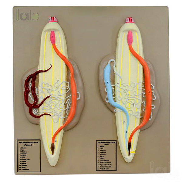 Ascaris Male and Female Model