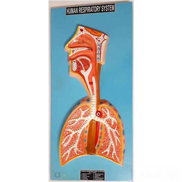 Human Respiratory System Model
