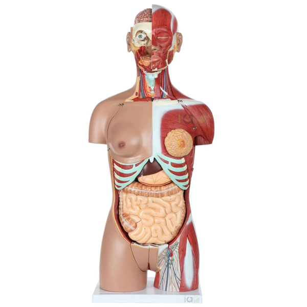 Human Torso Unisex 12 parts