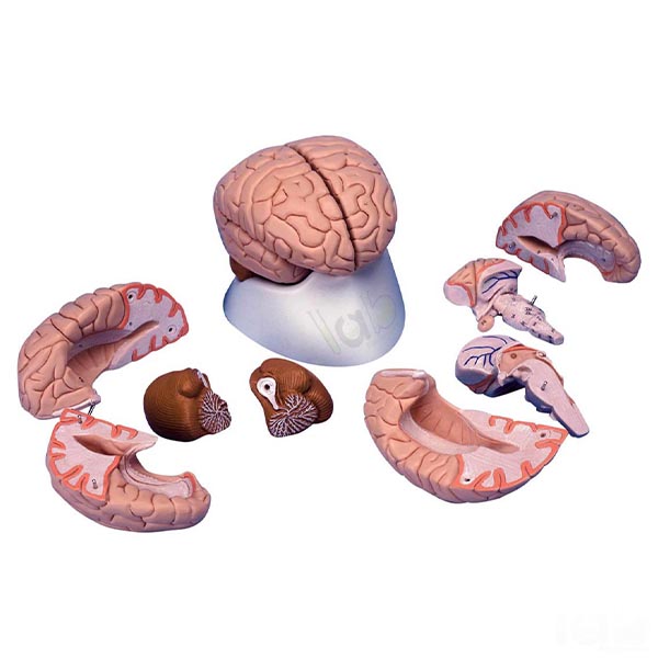 Human Brain Model, 8 Parts