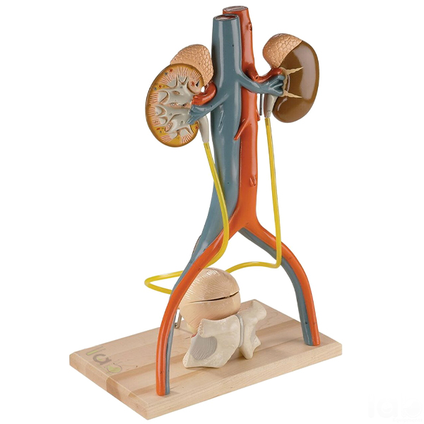 Urinary System Model