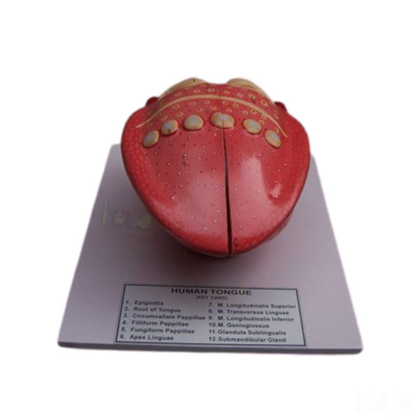 Human Tongue Model
